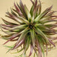 Till. brachycaulos