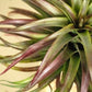 Till. brachycaulos