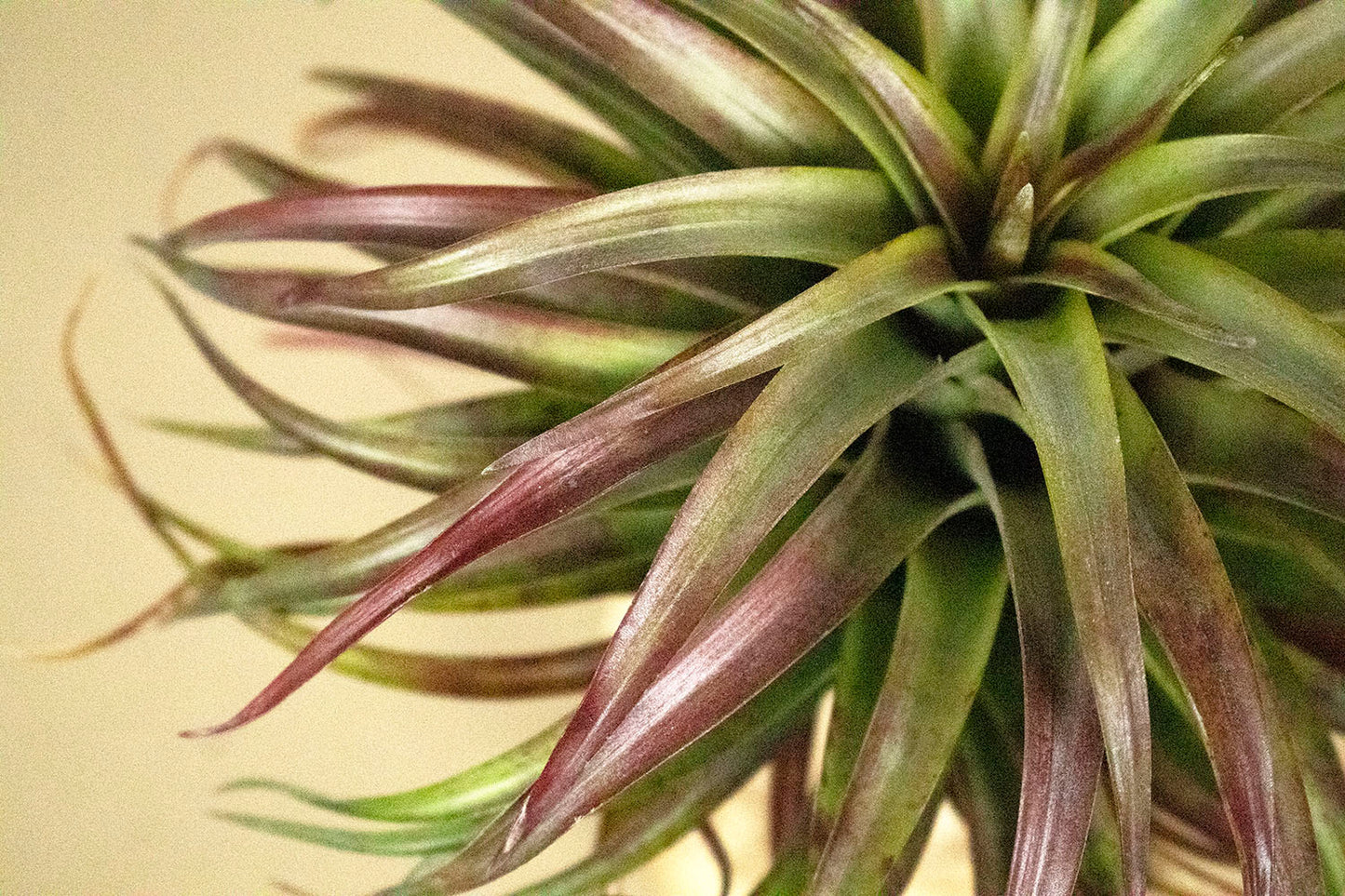 Till. brachycaulos