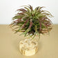 Till. brachycaulos
