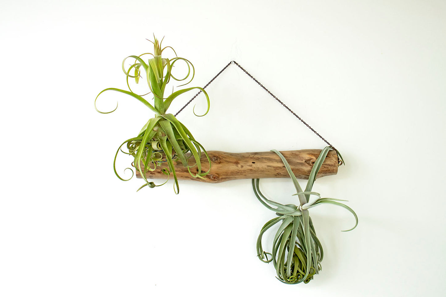 Arreglo de Tillandsias en tronco