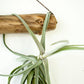 Arreglo de Tillandsias en tronco