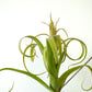 Arreglo de Tillandsias en tronco