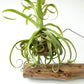 Arreglo de Tillandsias en tronco