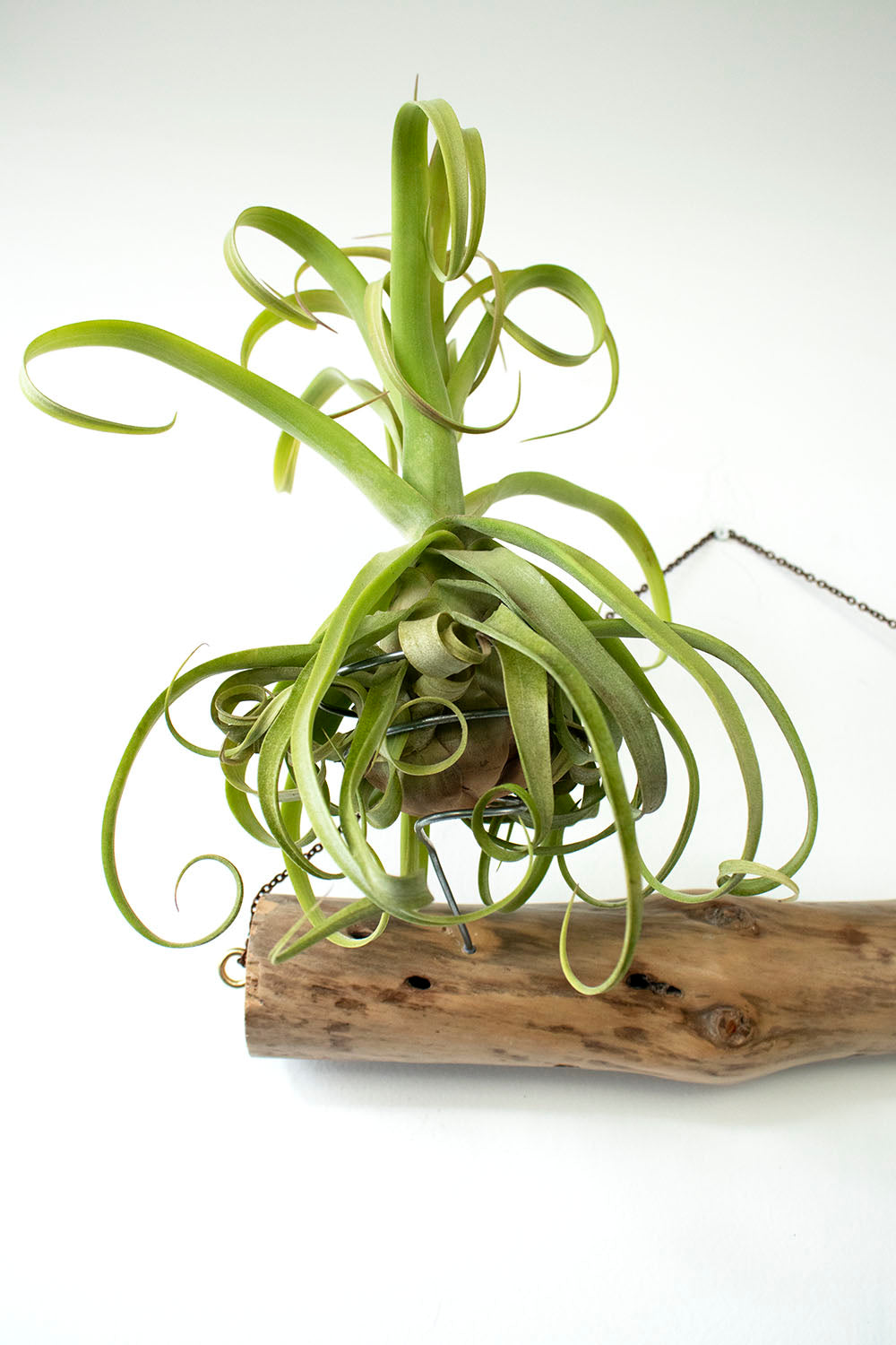 Arreglo de Tillandsias en tronco