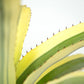 Aech. romeroi albomarginata