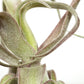 Till. streptophylla