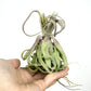 Till. streptophylla