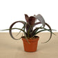 Vrie. saundersii