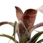 Vrie. saundersii