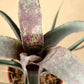 Vrie. saundersii