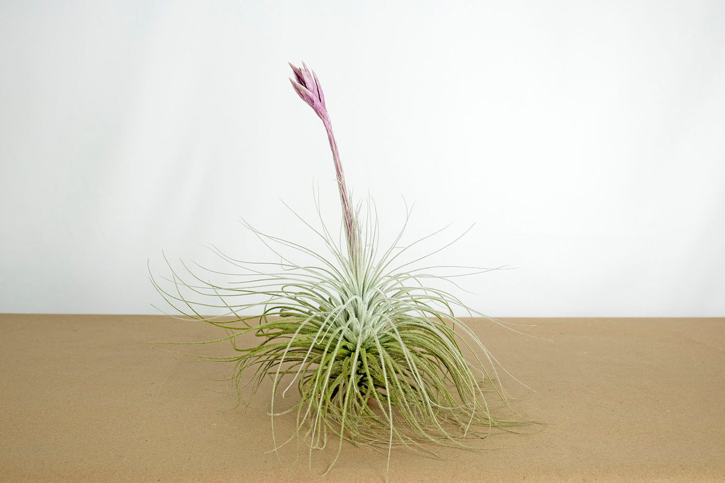 Till. tectorum