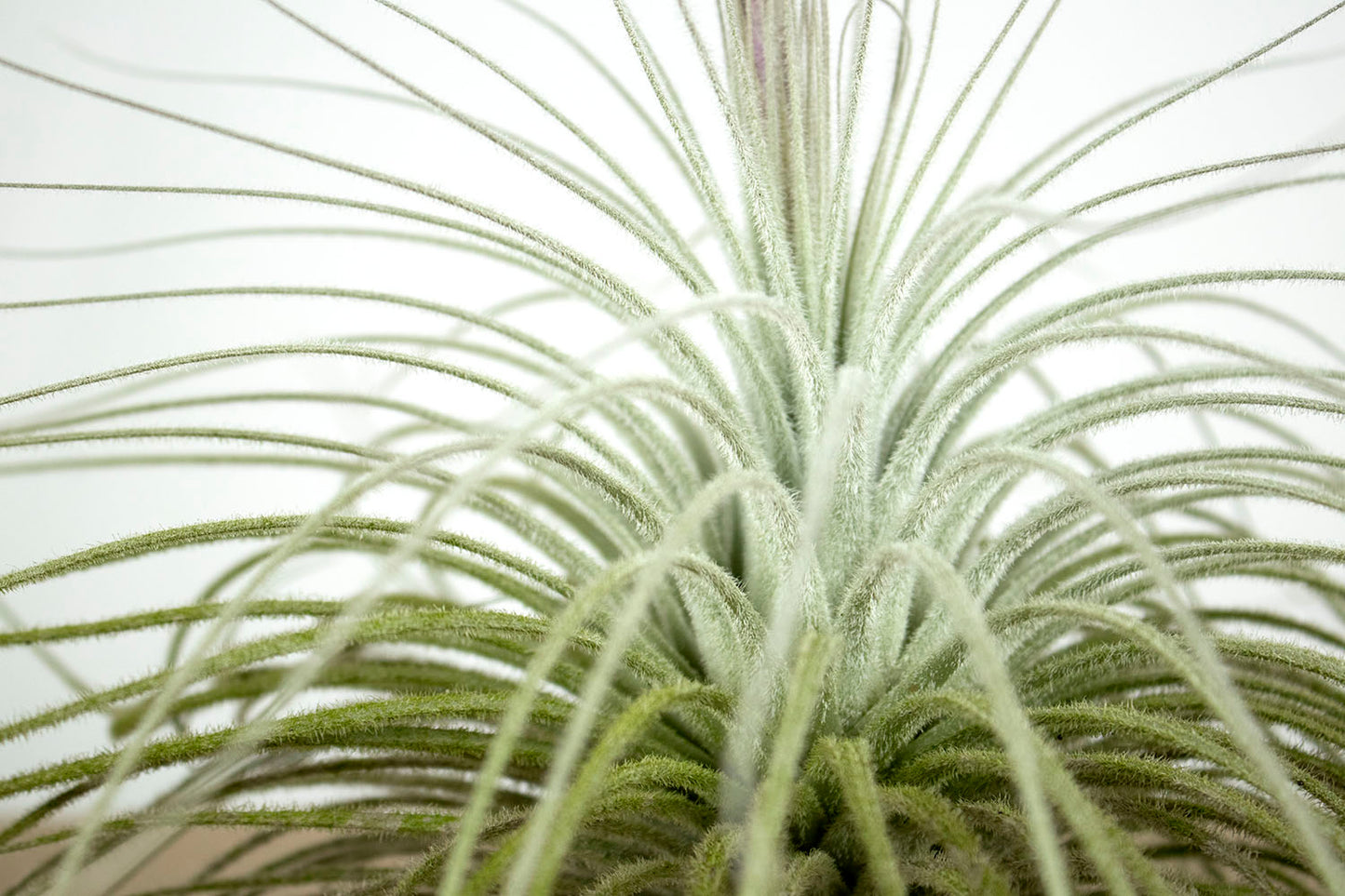 Till. tectorum