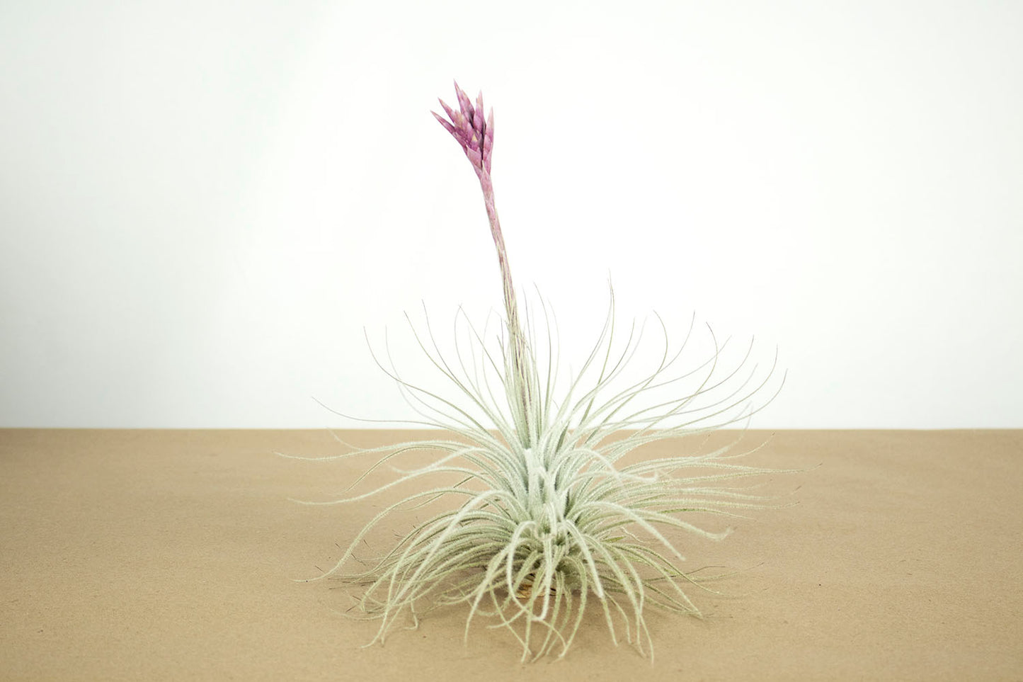 Till. tectorum