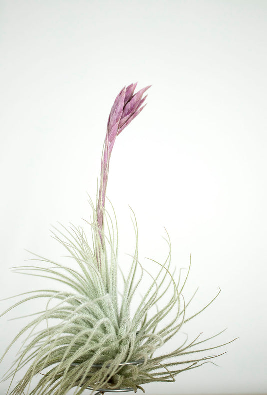 Till. tectorum