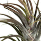 Till. pruinosa Guatemala gigante
