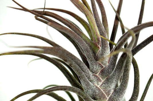 Till. Pruinosa Guatemala Gigante