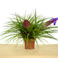 Till. cyanea sandy