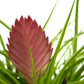 Till. cyanea sandy
