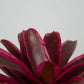 Neor. pink