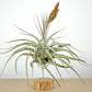 Till. fasciculata