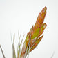 Till. fasciculata