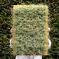 Cuadro vivo de Tillandsias