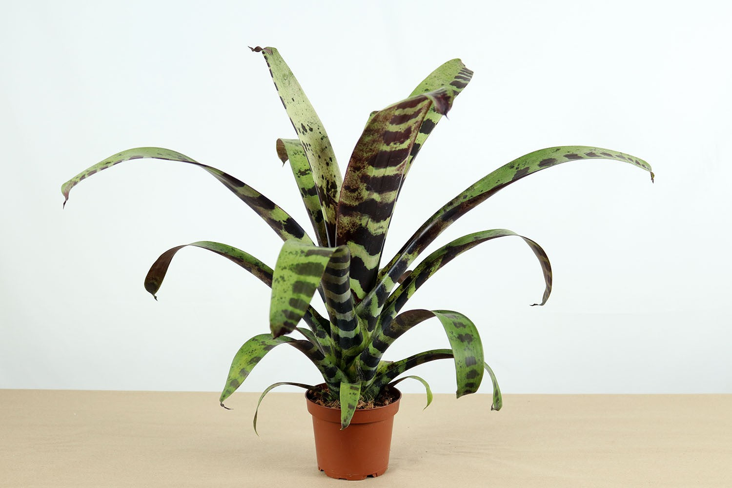 Todas las bromelias – Bromelias de Colombia
